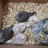 جوجه عروس هلندی سرلاکی همه رنگ|پرنده|شاهینشهر, نبوت|دیوار