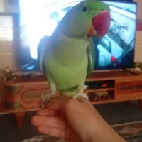 شاه طوطی اسکندری|پرنده|اردبیل, |دیوار