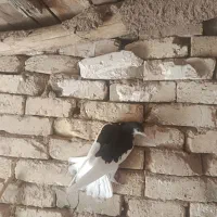 سیاهپوش