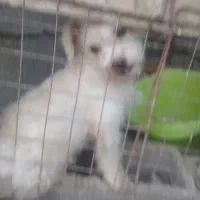 شیتزو تریل ماده