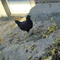 مرغ و خروس گلین|حیوانات مزرعه|ویلکیج, |دیوار