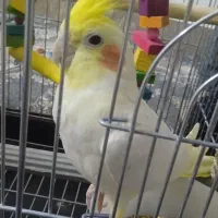 گمشده|حیوانات|نورآباد, |دیوار