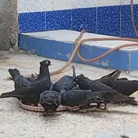 کنگان|پرنده|بندر کنگان, |دیوار