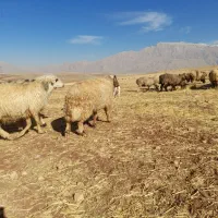 ورن ،قوچ|حیوانات مزرعه|کرمانشاه, |دیوار