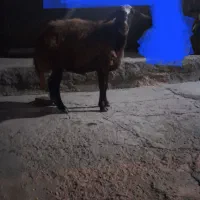 گوسفند گوشتی