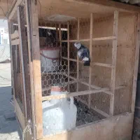 گنجه|لوازم جانبی حیوانات|تهران, کوی بیمه|دیوار