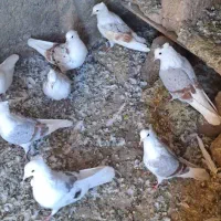 کفترگرده ای