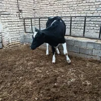 نوبر10روز است اسبر  شده وزن 400کیلو قیمت 232