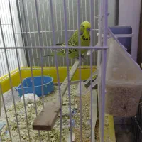 مرغ عشق اینگلیسی