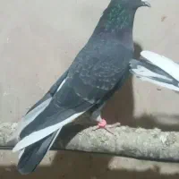 کبوتر|پرنده|نقده, |دیوار