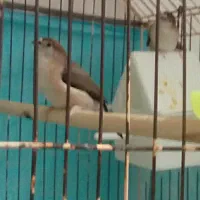 فنچ مولد خاص|پرنده|تهران, حر|دیوار