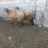 دوعددگوسفند