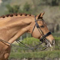 خرید و فروش و کارشناسی اسب