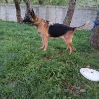 ژرمن اصیل ۱سال و ۴ماهه نژاد اصیل