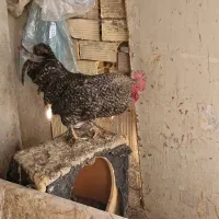 فروش خروس پا پر