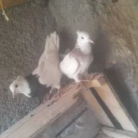 کبوتر|پرنده|هندیجان, |دیوار