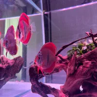 فروش پنج عدد دیسکس چهار و نیم پنج اینچ|ماهی|چالوس, |دیوار