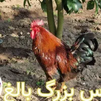 خروس بالغ