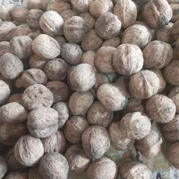گردو محلی بوانات سرحد