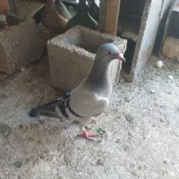 کبوتر سبز چنگ سفید