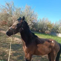 کره دوساله ترکمن|اسب و تجهیزات اسبسواری|شاهرود, |دیوار