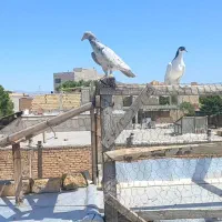 کبوتر هفرنگ و دمسفید پرشی