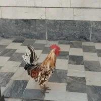 حیوانات مزرعه
