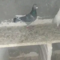 کبوتر چادری .یک جفت مساحتی|پرنده|صفادشت, |دیوار