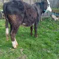 گوساله ماده  لیشه چالوسی عروسک