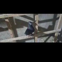 نر سوسک