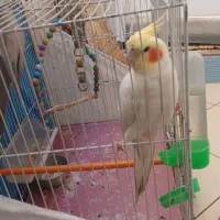 عروس هلندی نرو ماده