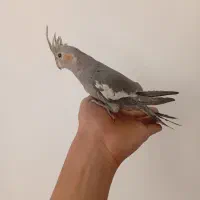 عروس هلندی دستی|پرنده|تفت, |دیوار