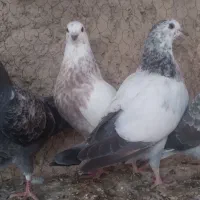 مفلق کله ای سوسکی پرشی ساعتی /نرماده مایه کفتر