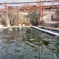 ارودک ماندارین|پرنده|رباطکریم, شهرستانک|دیوار