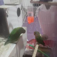 جفت کوتوله برزیلی خوش رنگ بامزه|پرنده|چناران, |دیوار