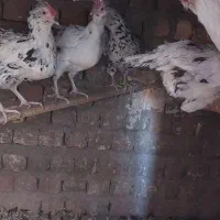 تخم مرغ وجوجه مرغ|حیوانات مزرعه|قم, بیانی|دیوار