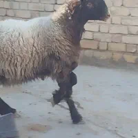 یک عدد بره ته میش روم عالی|حیوانات مزرعه|شیراز, رحمت‌آباد|دیوار