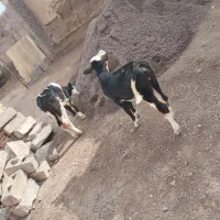 دو عدد گوساله سیمینتال|حیوانات مزرعه|مهربان, |دیوار