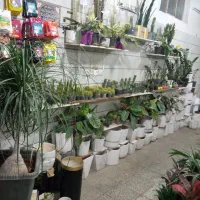 انواع گل های اپارتمانی باغچه ای و...|گل و گیاه طبیعی|بروجرد, |دیوار