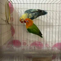 معاوضه یا فروش با جوجه سرلاکی برزیلی|پرنده|کرمانشاه, |دیوار