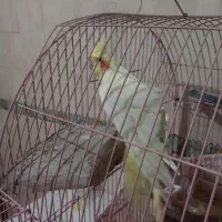 ماده یکساله بهشرط جوجه پنج تخم|پرنده|گرمسار, |دیوار