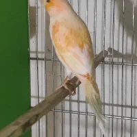 انواع قناری|پرنده|مرودشت, ابوذر شمالی|دیوار