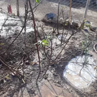 نهال انجیر گلابی وانگور بیدانه سفید|خدمات باغبانی و درختکاری|محمدیه-قزوین, |دیوار