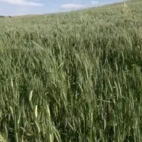 بذر گندم ابی،رقم اکراینی،مادری