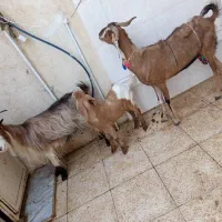 دوتا بزویه بیگ فروش ومعاوضه|حیوانات مزرعه|مسجد سلیمان, |دیوار