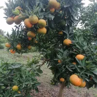 کلمانتین سردرختی