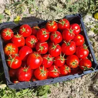 کارگر برا چیدن جعبه