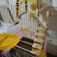 عروس هلندی آلوبینو