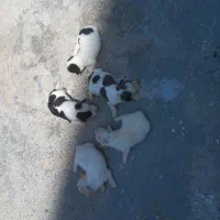 توله سگ پاکوتاه خانگی