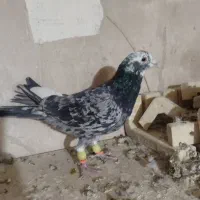 کبوتر صید|پرنده|تربت‌حیدریه, مسجد جامع|دیوار